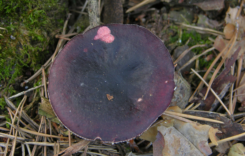 Russula da determinare (cfr. Russula torulosa)
